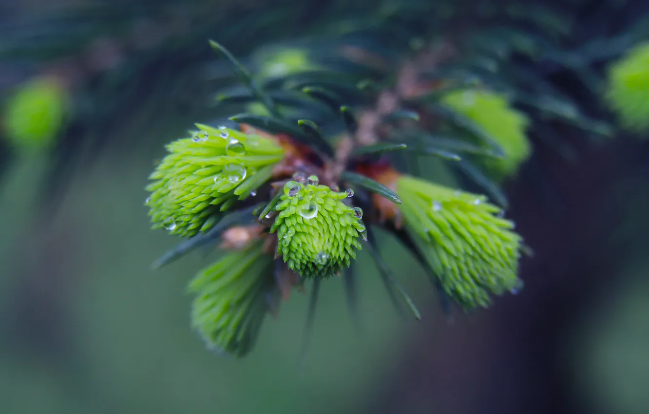 Photo wallpaper spring, spruce, twig