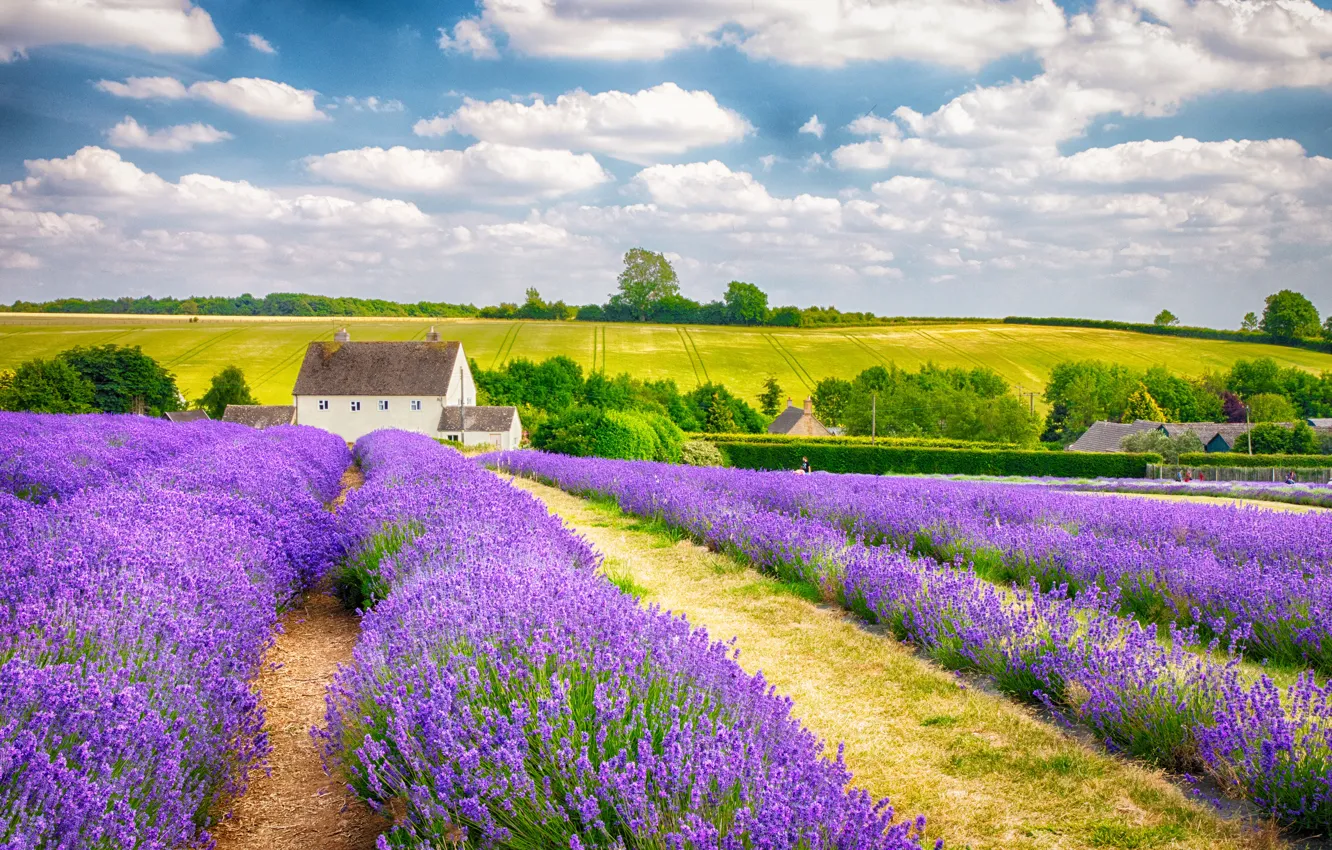 Photo wallpaper field, clouds, England, farm, lavender