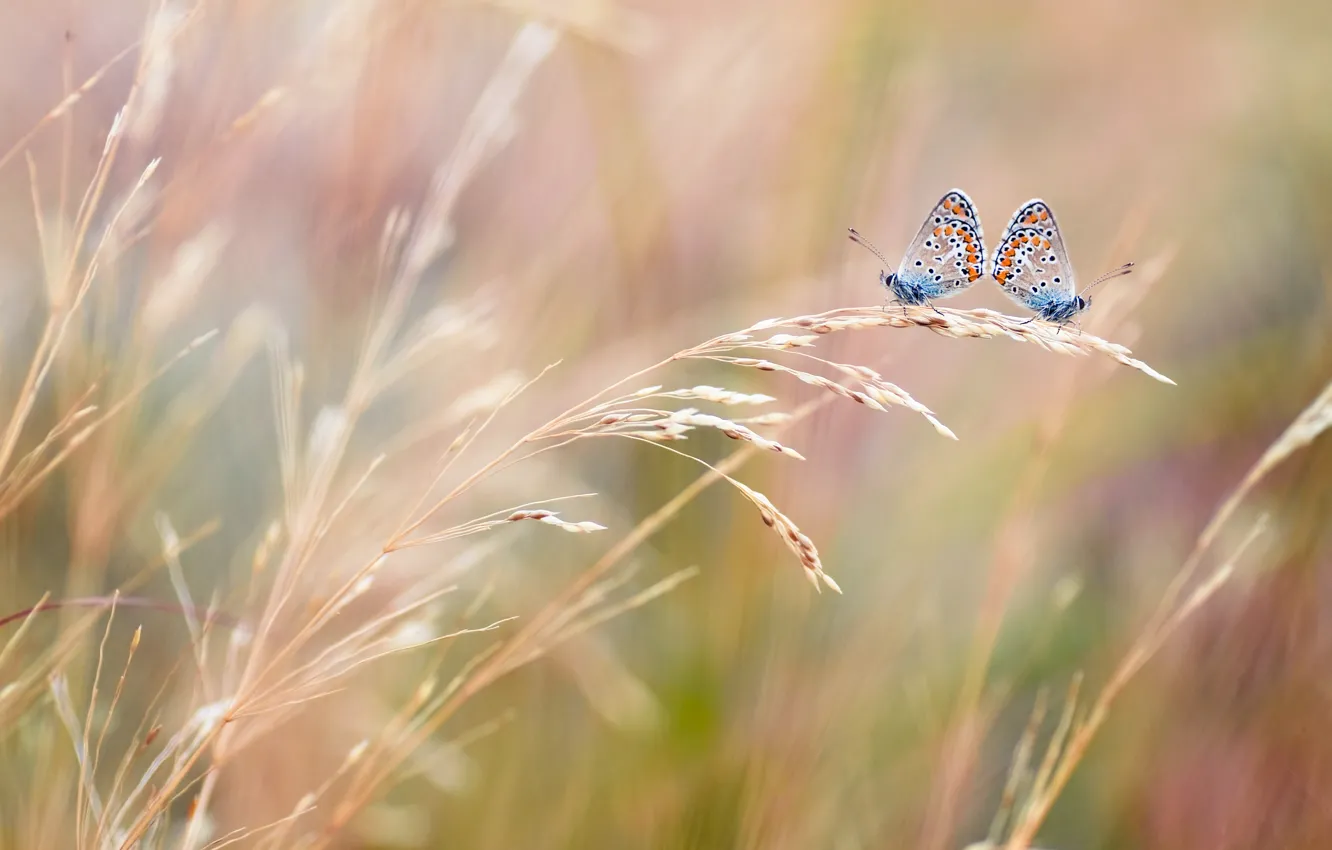 Photo wallpaper field, macro, butterfly, two, blur, ears