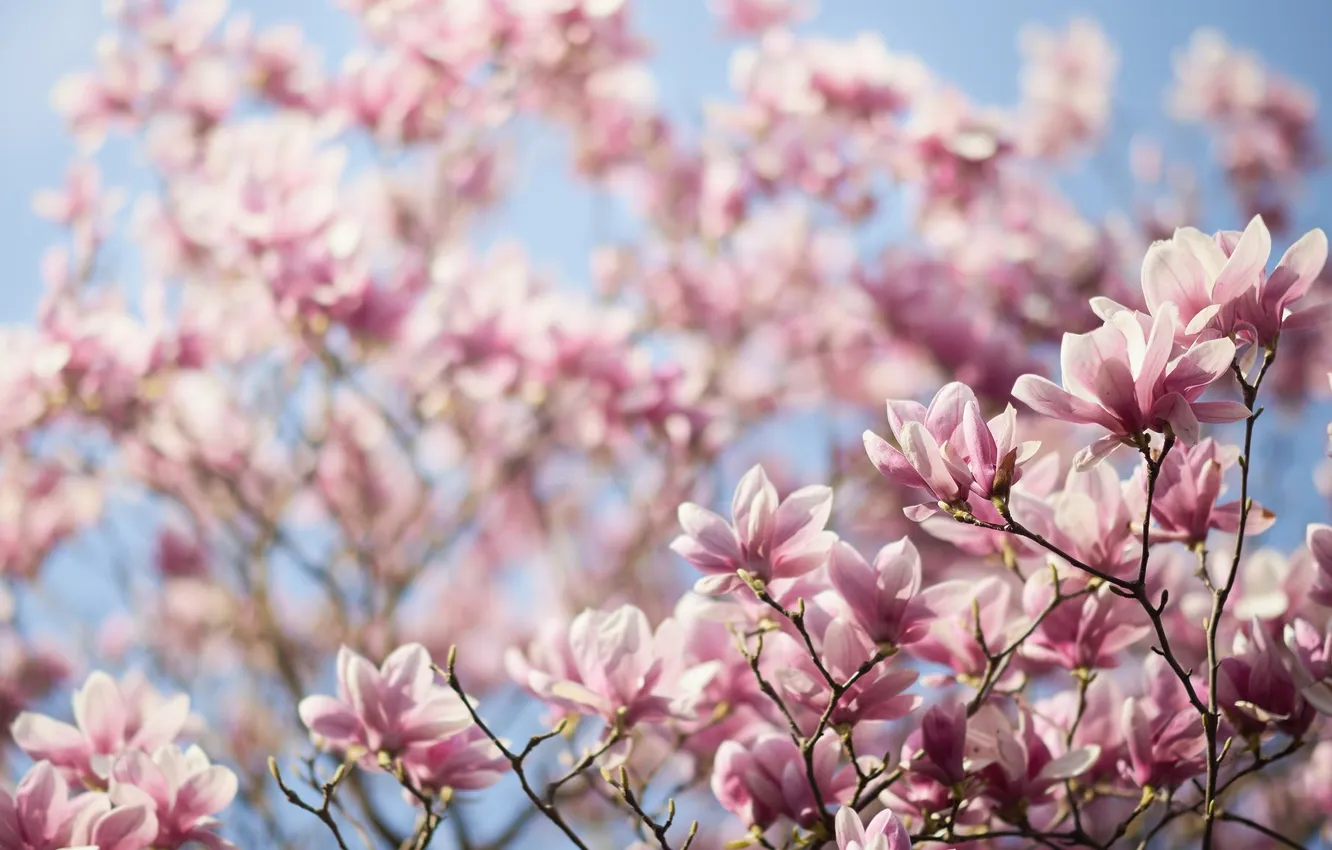Photo wallpaper trees, branches, Magnolia