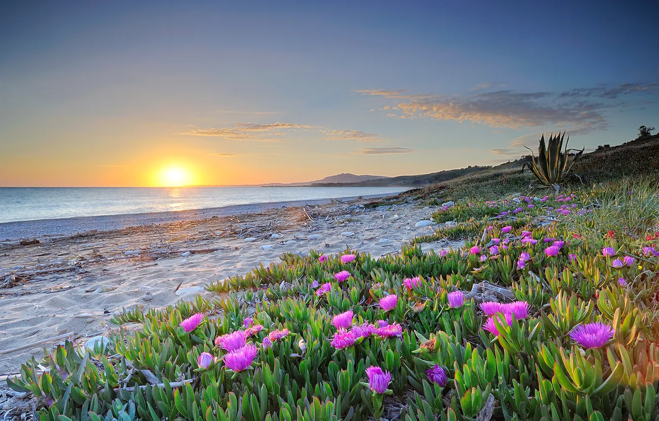 Photo wallpaper sand, sea, the sky, sunset, flowers, shore
