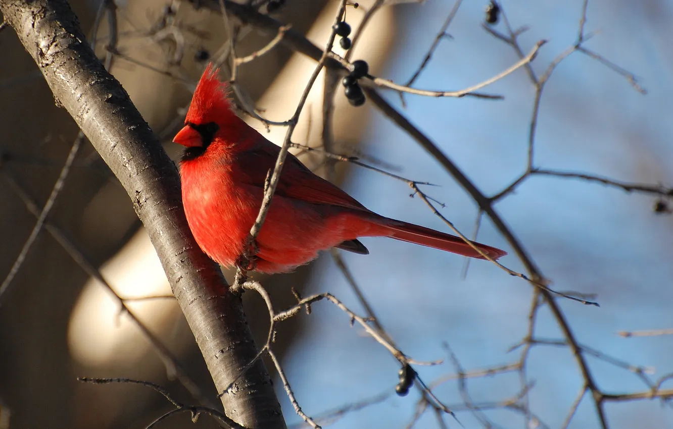 Photo wallpaper red, crest, Regal, pticica