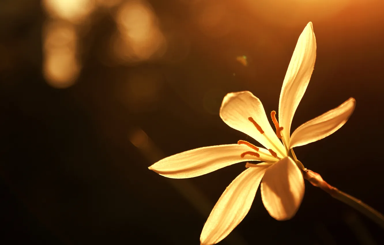 Photo wallpaper light, lipestki, solitude