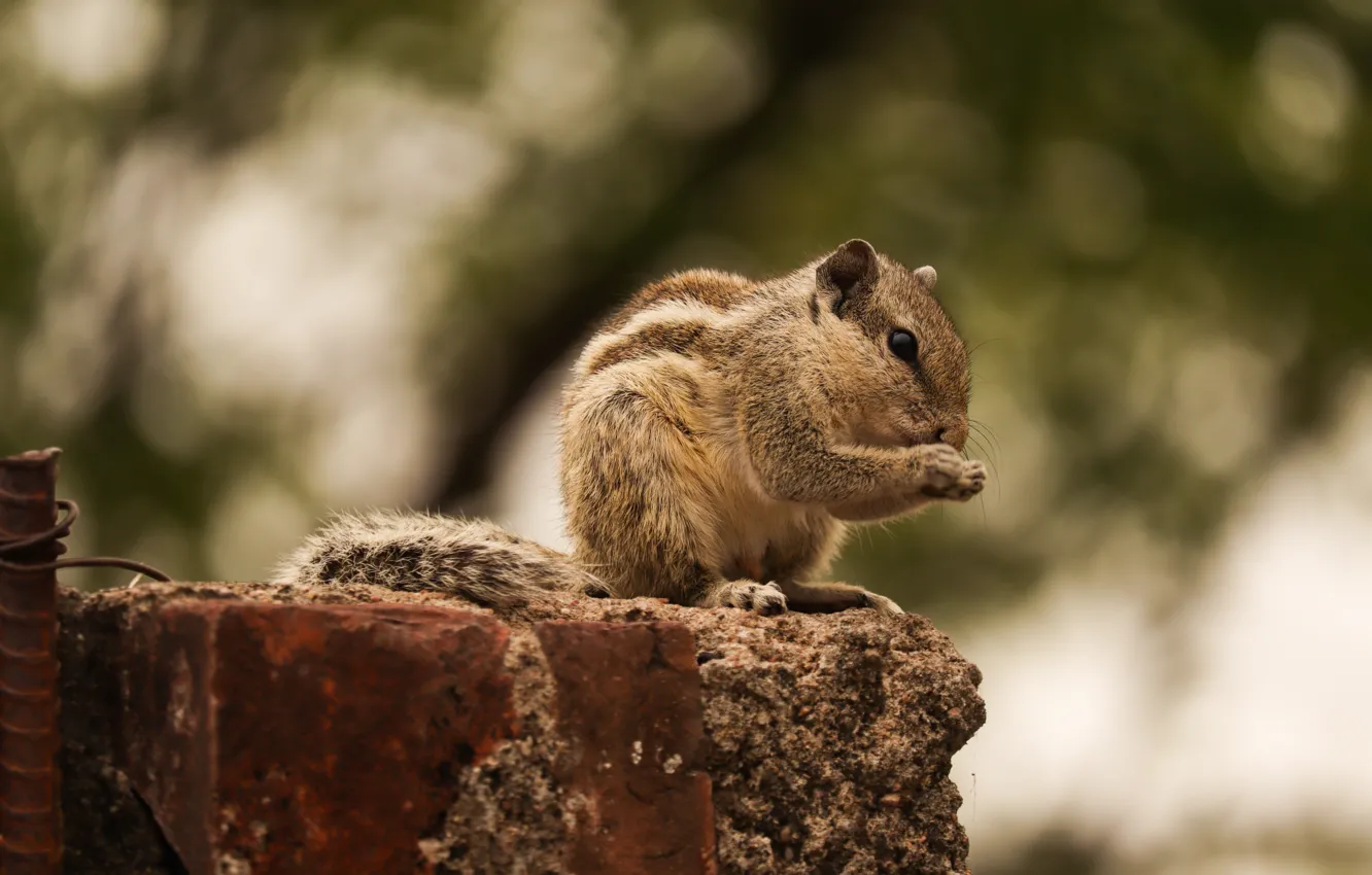 Photo wallpaper stones, wire, legs, brick, Chipmunk, sitting, bokeh