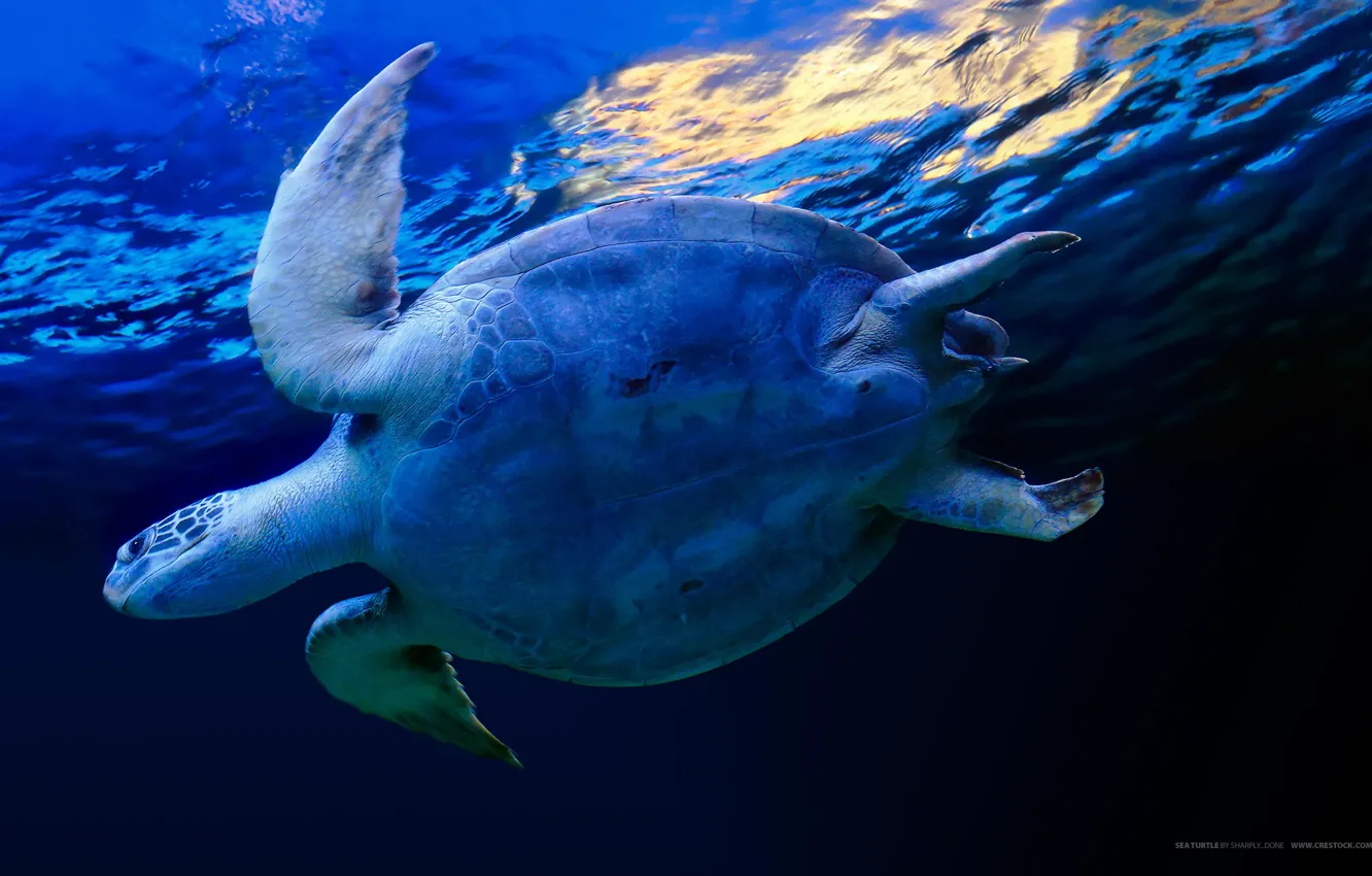 Photo wallpaper water, blue, turtle
