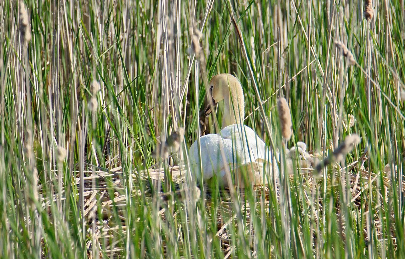 Photo wallpaper family, socket, reed, swans, Chicks