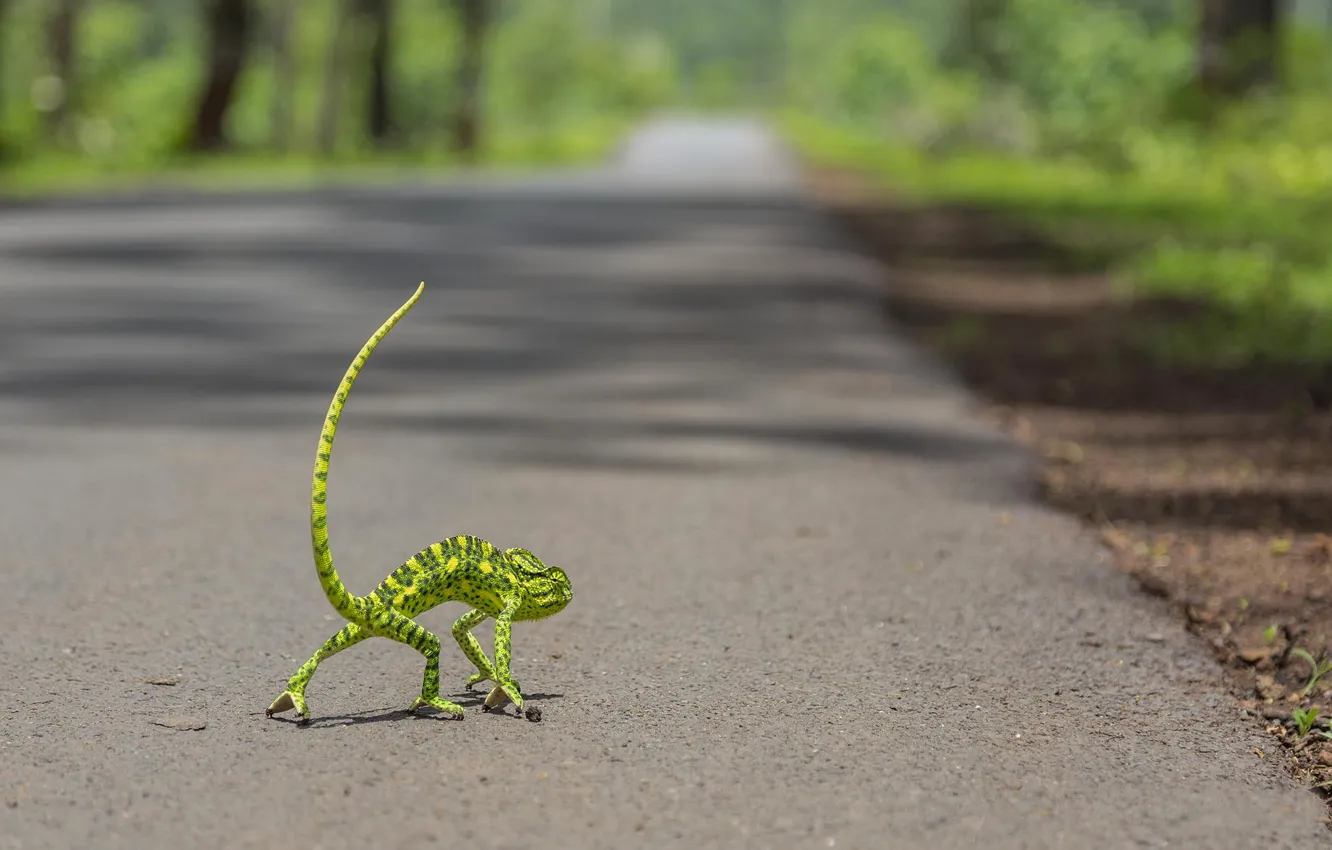 Photo wallpaper road, chameleon, tail, bokeh