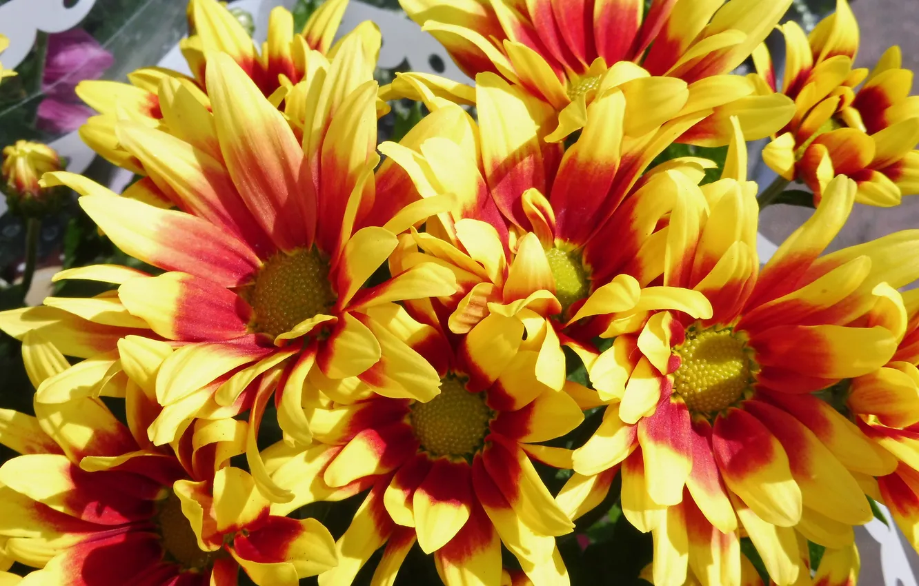 Photo wallpaper autumn, flowers, bouquet, chrysanthemum, autumn colors