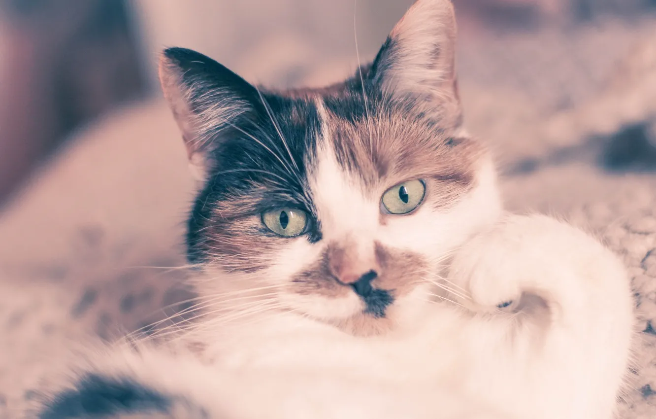 Photo wallpaper cat, eyes, face, bed, ears