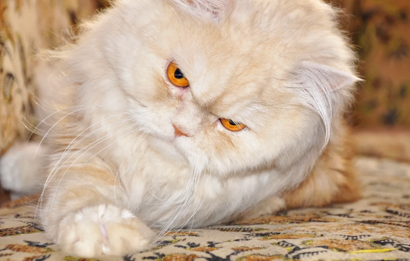 Photo wallpaper cat, foot, Persian