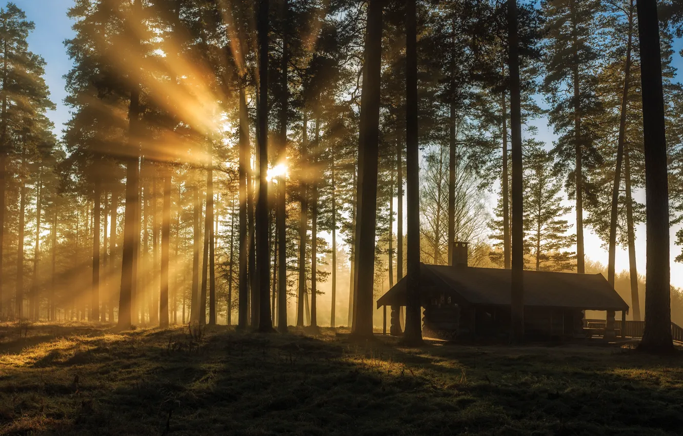 Photo wallpaper forest, the sun, rays, light, trees, fog, house, trunks