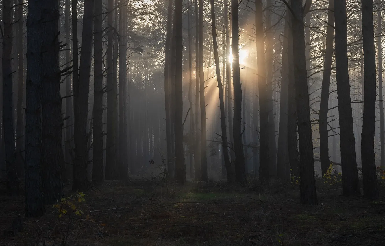 Photo wallpaper forest, the sun, rays, trees, fog
