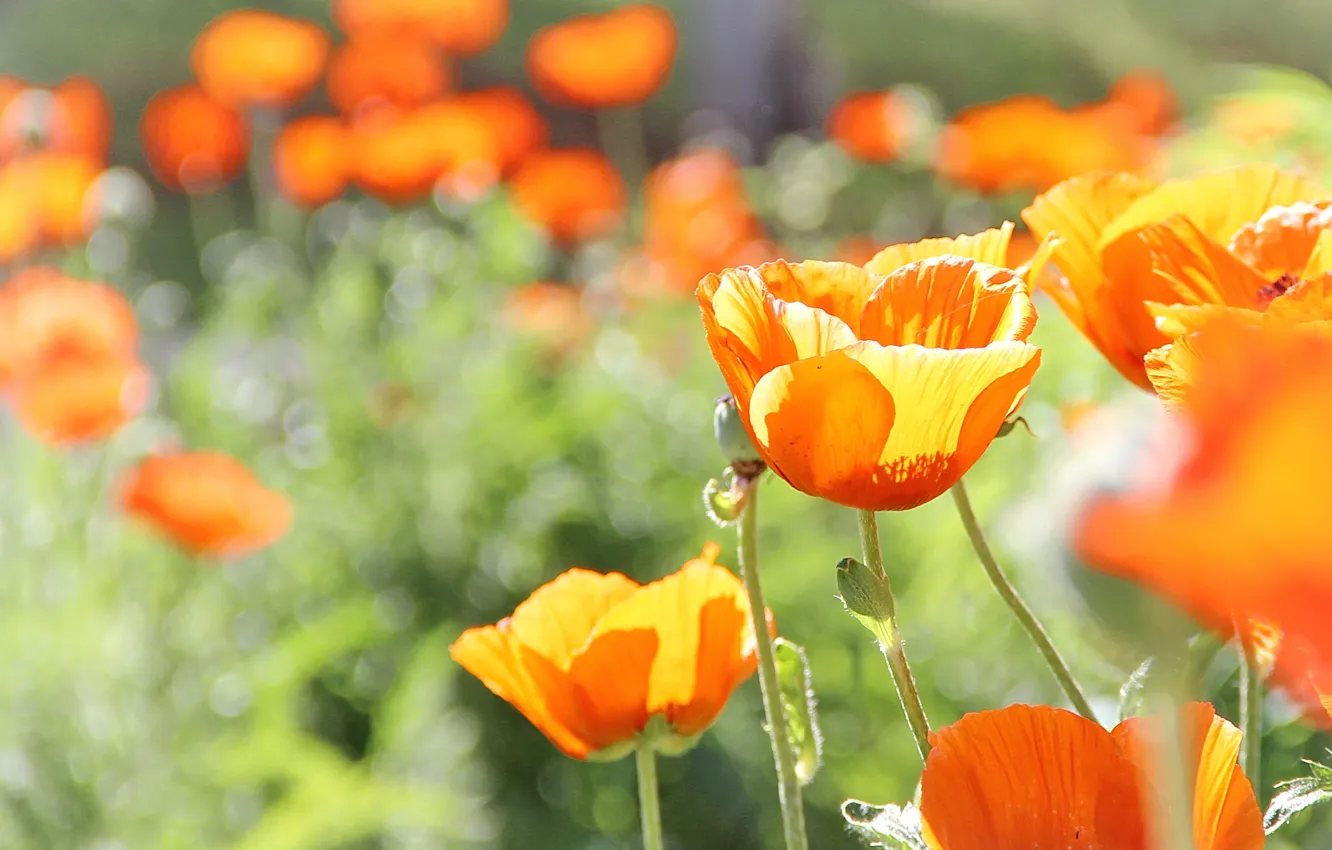 Photo wallpaper grass, flowers, orange, nature, plant, Mac, petals, bright