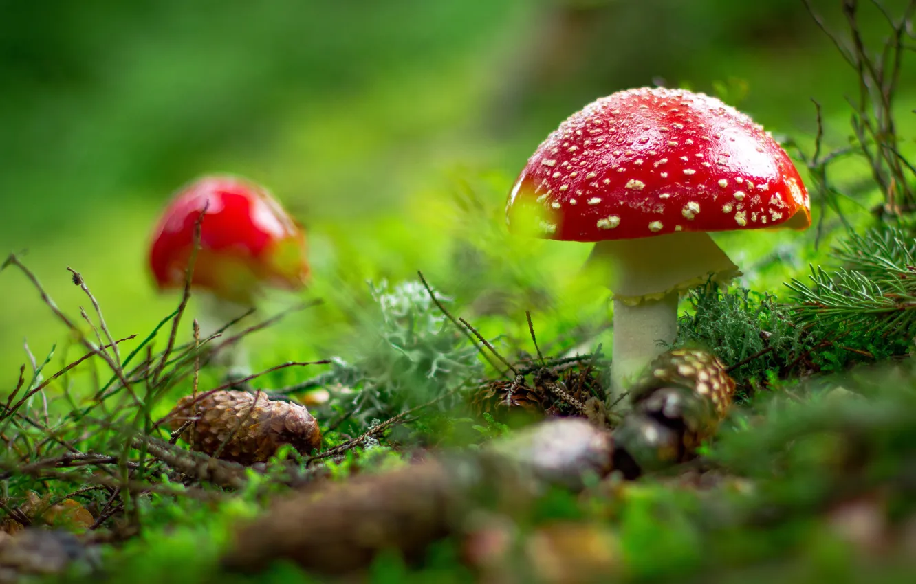 Photo wallpaper forest, glade, mushrooms, mushroom, needles, bumps, bokeh