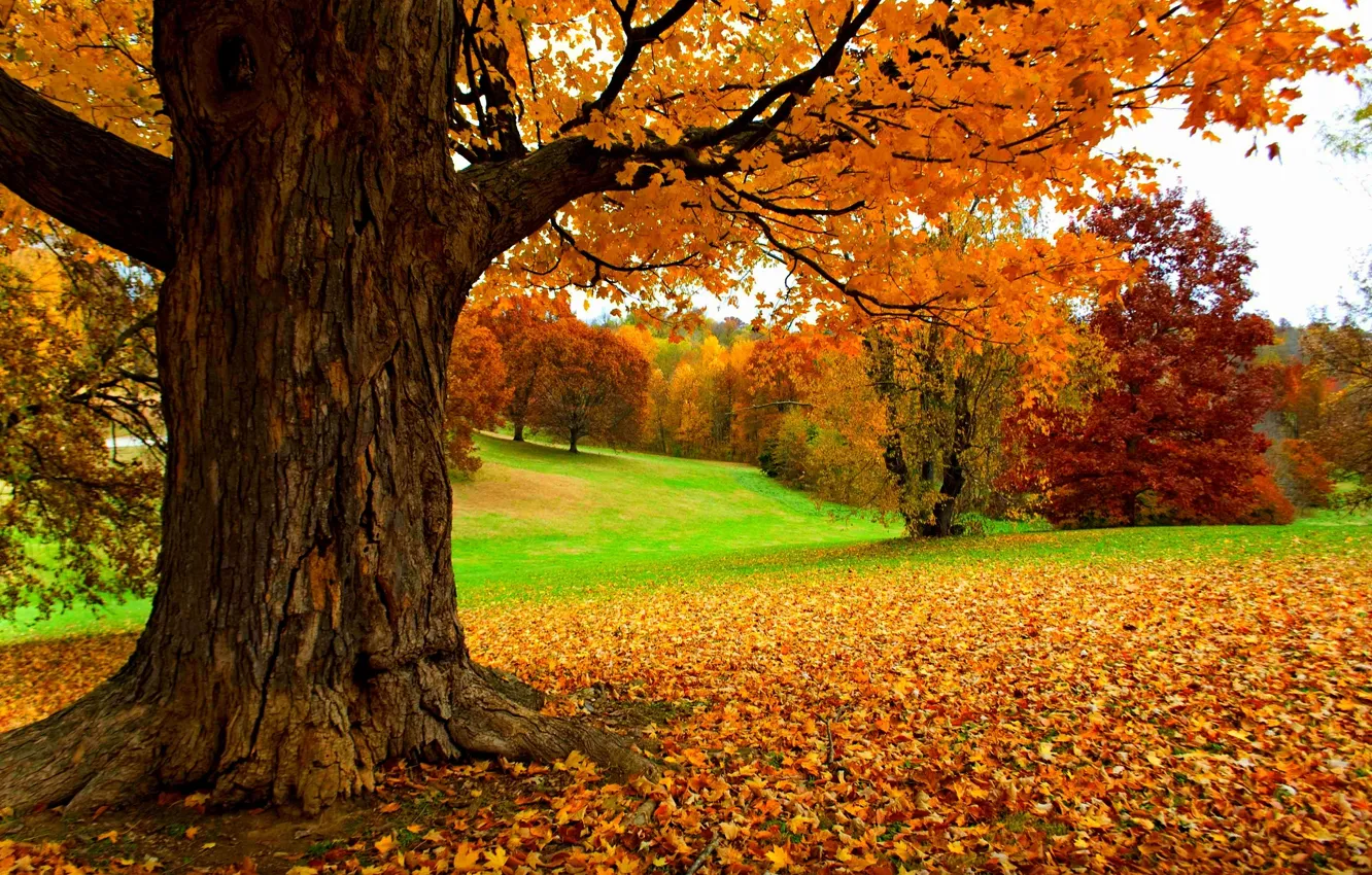 Photo wallpaper road, autumn, forest, leaves, trees, nature, Park, colors