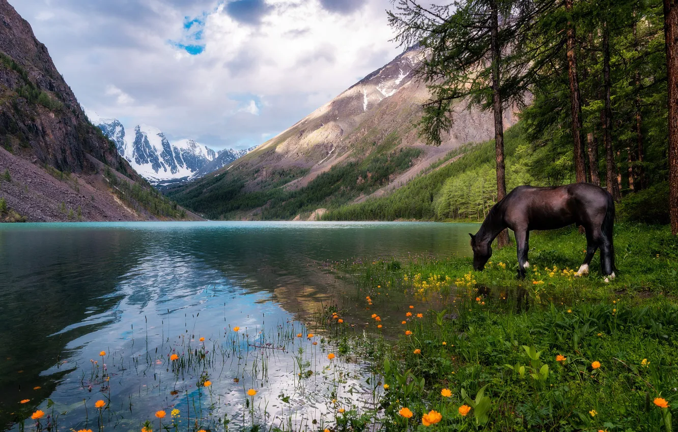 Photo wallpaper forest, the sky, clouds, landscape, flowers, mountains, nature, lake