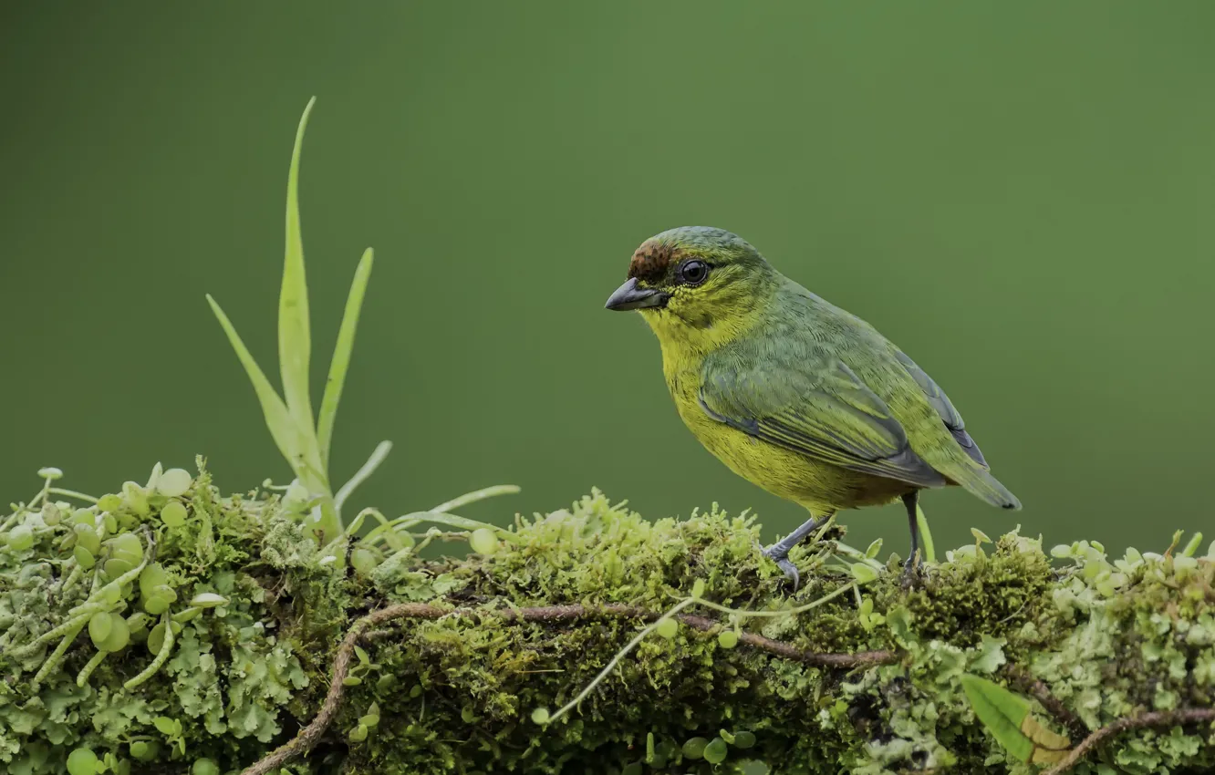 Photo wallpaper grass, nature, moss, bird
