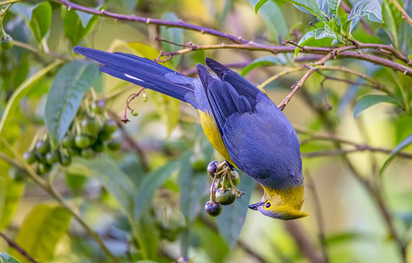 Photo wallpaper branches, pose, berries, bird, foliage, fruit, bokeh, Jay