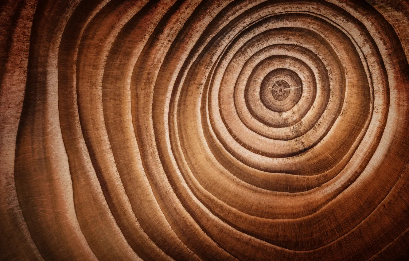 Photo wallpaper wood, pattern, rings