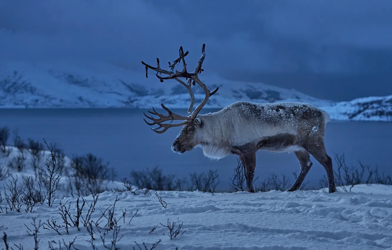 Photo wallpaper winter, snow, deer, Norway, horns, Reindeer