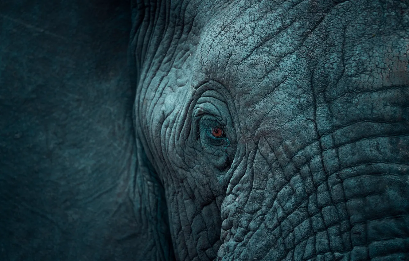 Photo wallpaper face, close-up, eyes, elephant