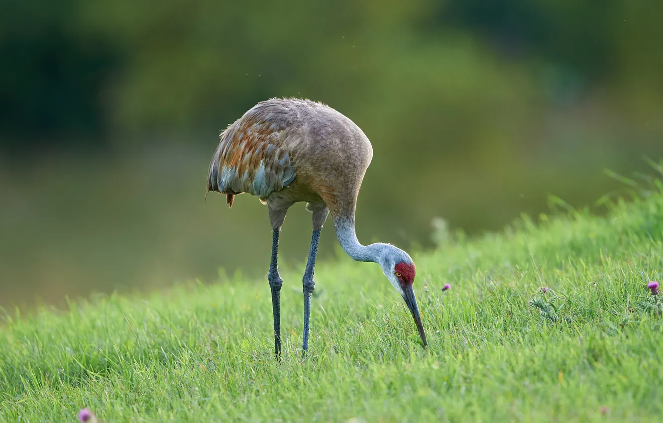 Photo wallpaper bird, weed, Heron, Pryda