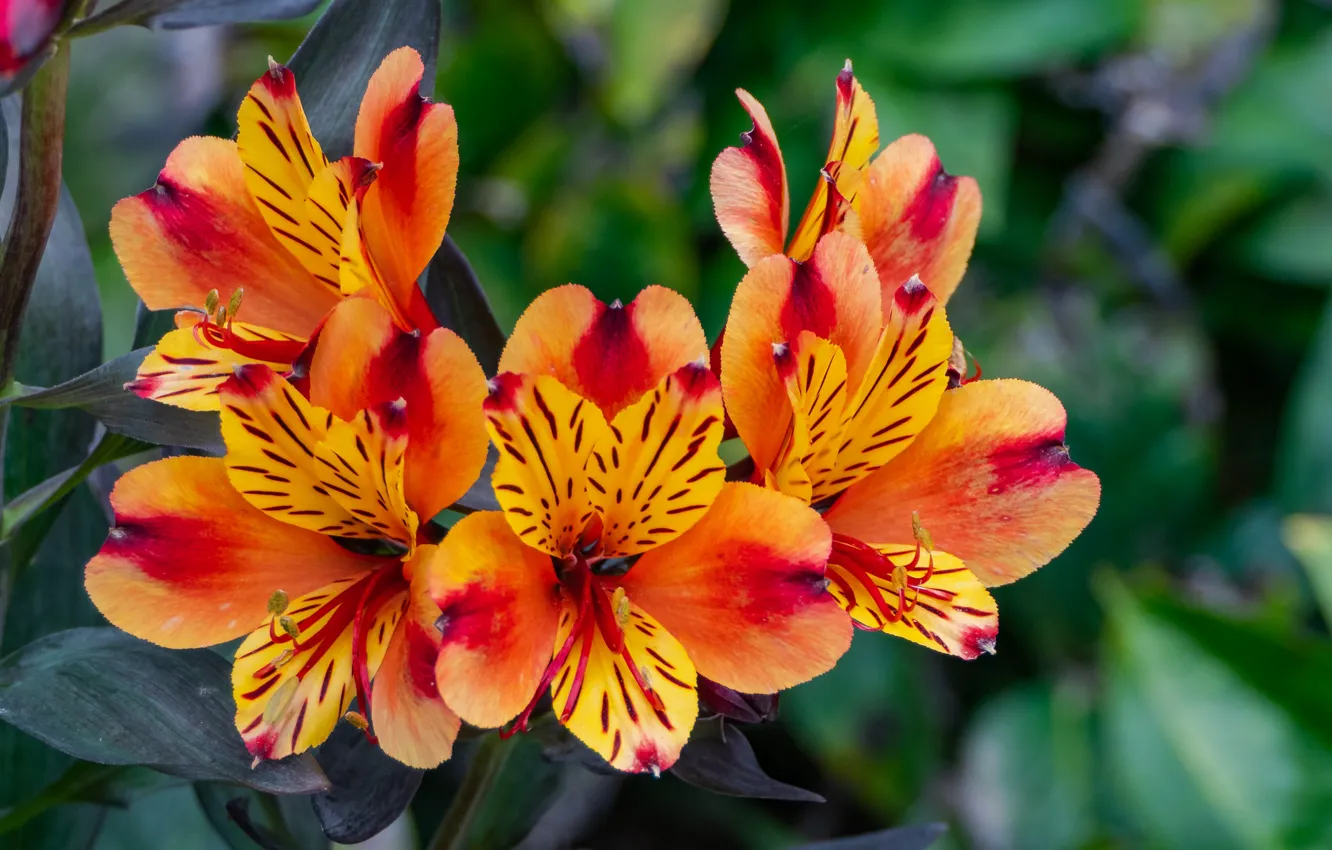 Photo wallpaper leaves, macro, flowers, orange, bright, garden, bokeh, Alstroemeria