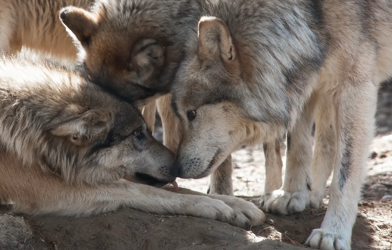 Photo wallpaper nature, background, wolf