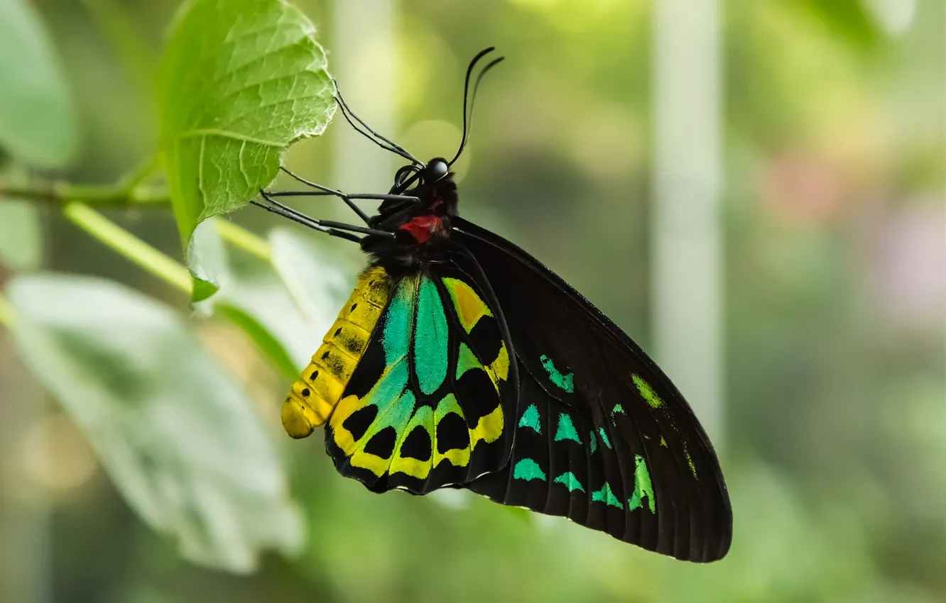 Photo wallpaper green leaves, butterfly, beautiful