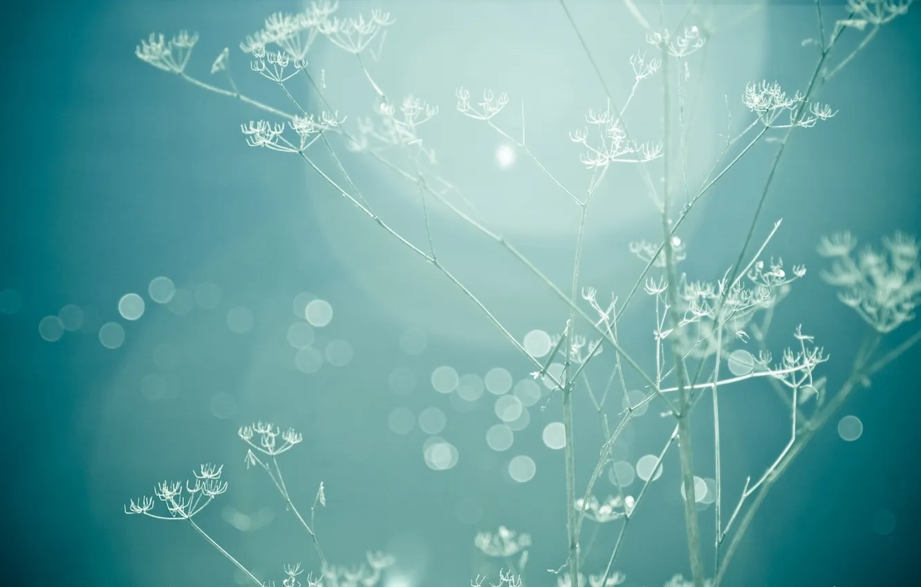 Photo wallpaper macro, light, photo, background, blue, Wallpaper, plant, color