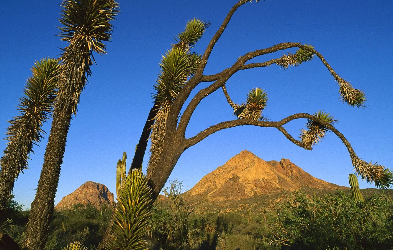 Photo wallpaper the sky, trees, landscape, mountains, cactus