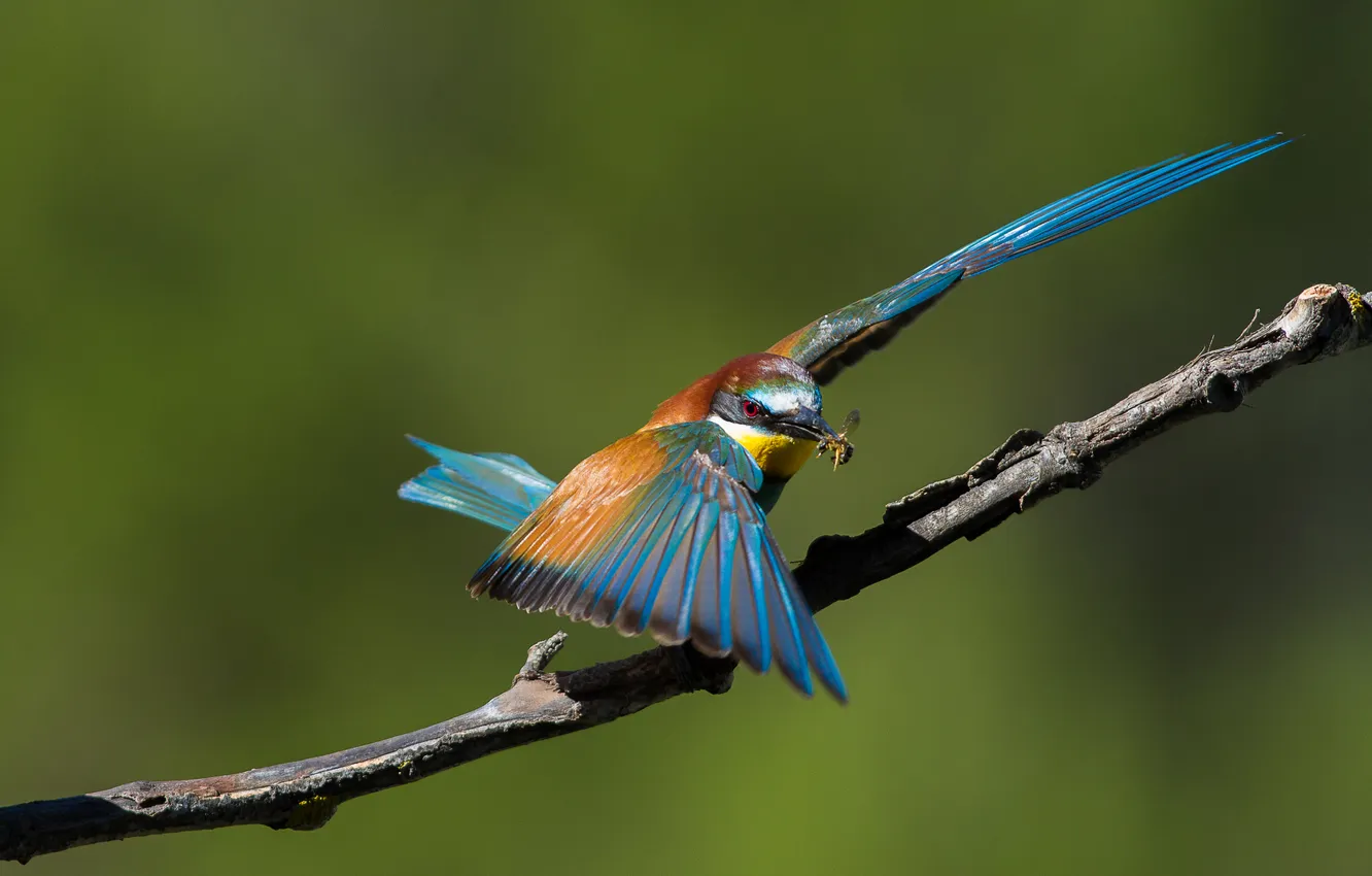 Photo wallpaper branches, bird, food, insect, schurka