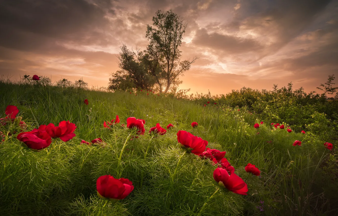 Photo wallpaper summer, grass, landscape, sunset, flowers, nature, peonies, Bulgaria