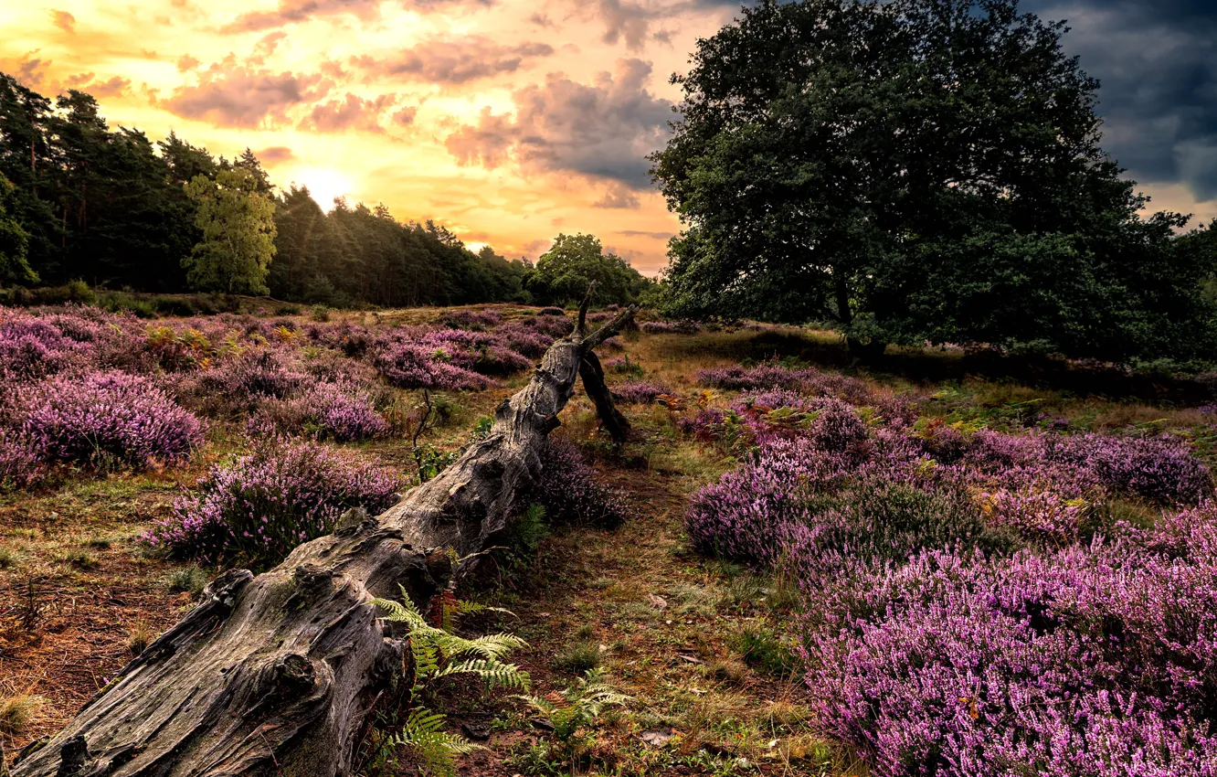 Photo wallpaper field, forest, flowers, log, Heather