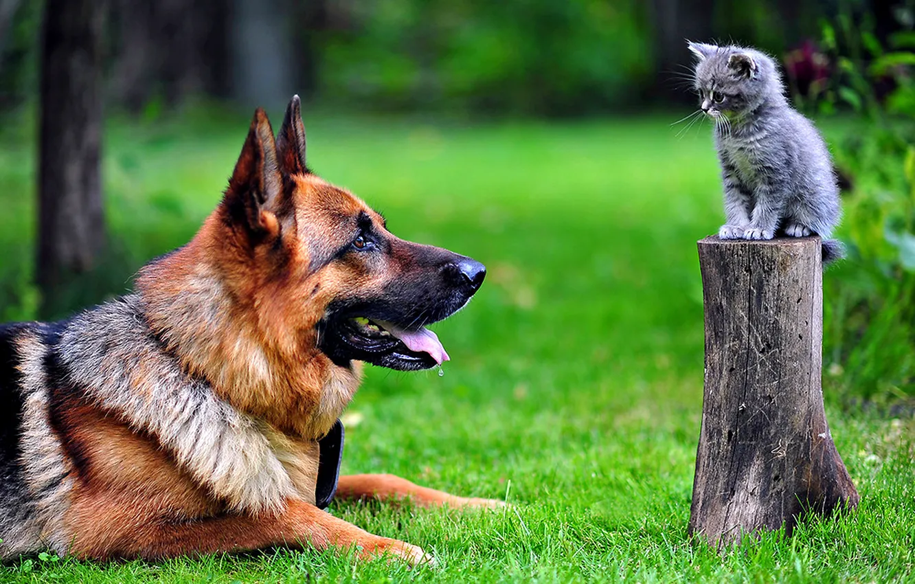 Photo wallpaper cat, dog, park