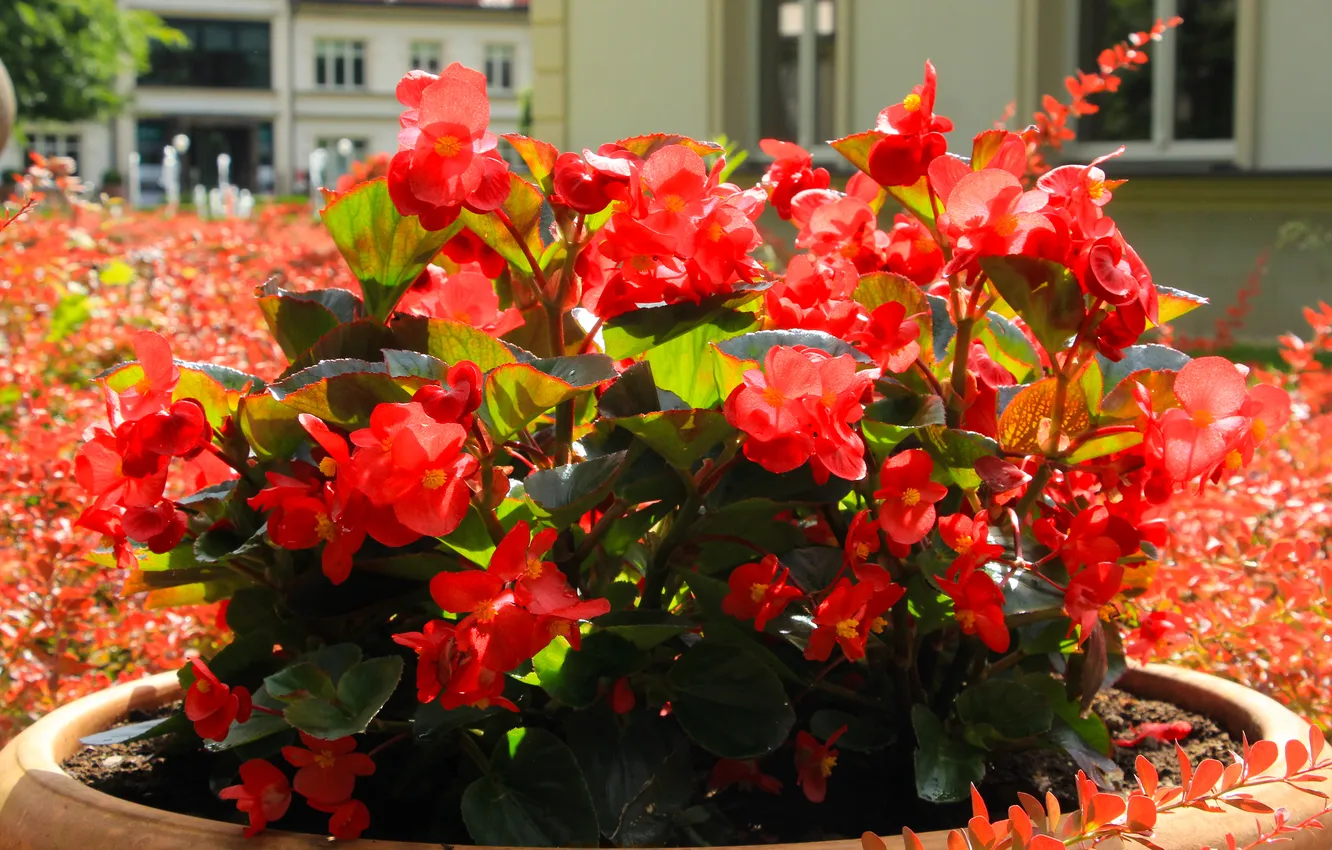 Photo wallpaper red, flower, blooming