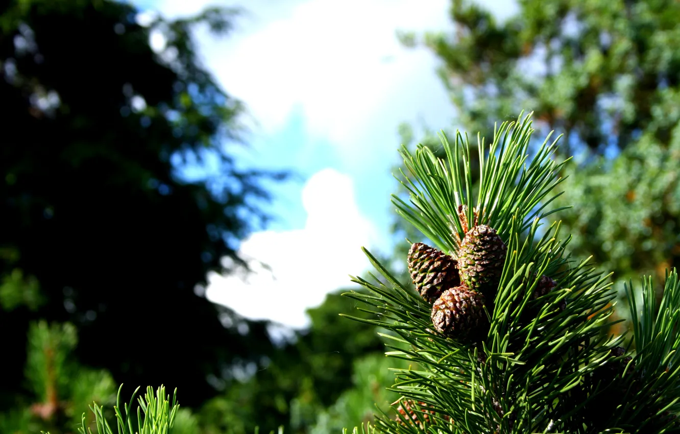 Photo wallpaper greens, the sun, needles, bumps