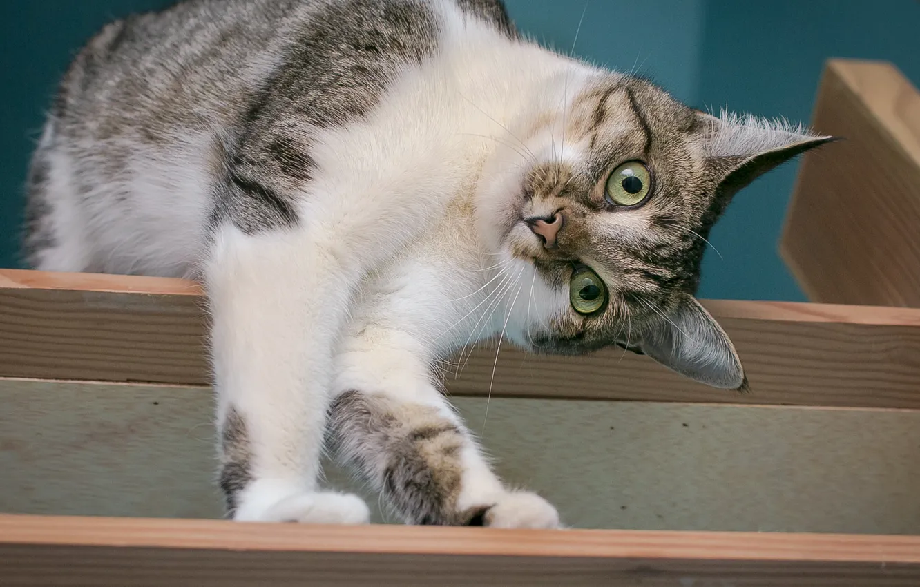 Photo wallpaper cat, look, muzzle, shelf