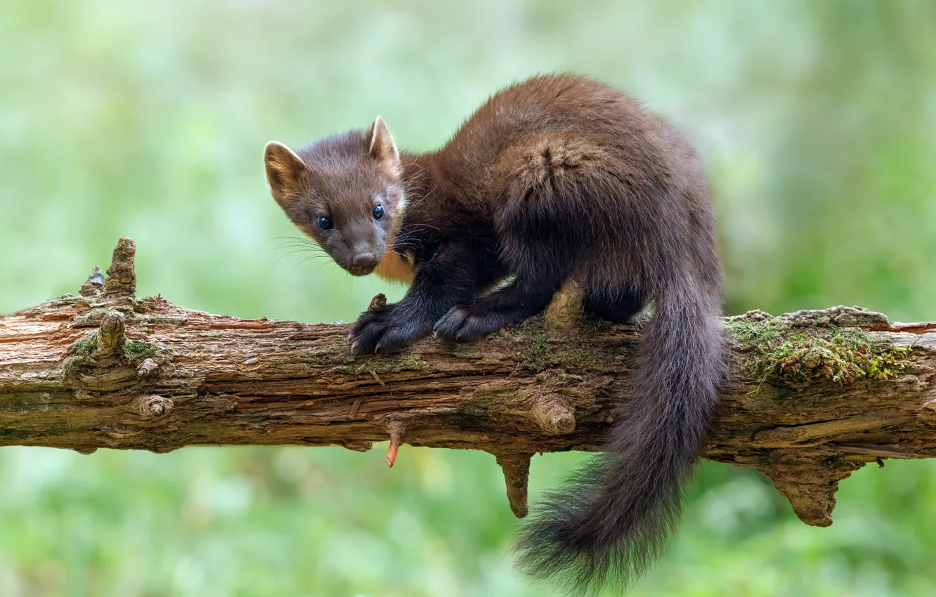 Photo wallpaper look, nature, pose, face, marten