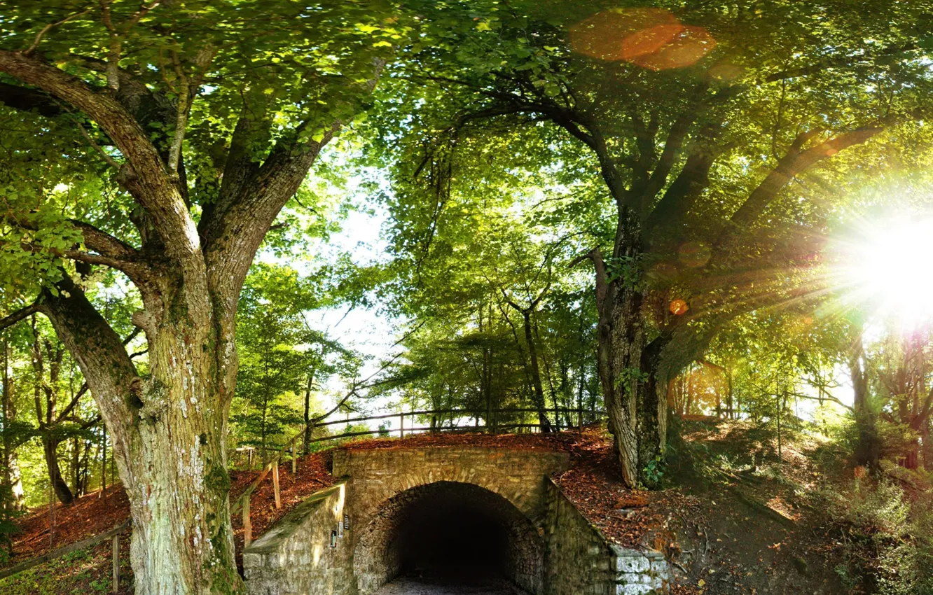 Photo wallpaper forest, trees, the tunnel, hill