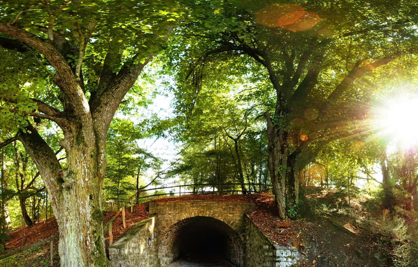 Photo wallpaper forest, trees, hills, the tunnel