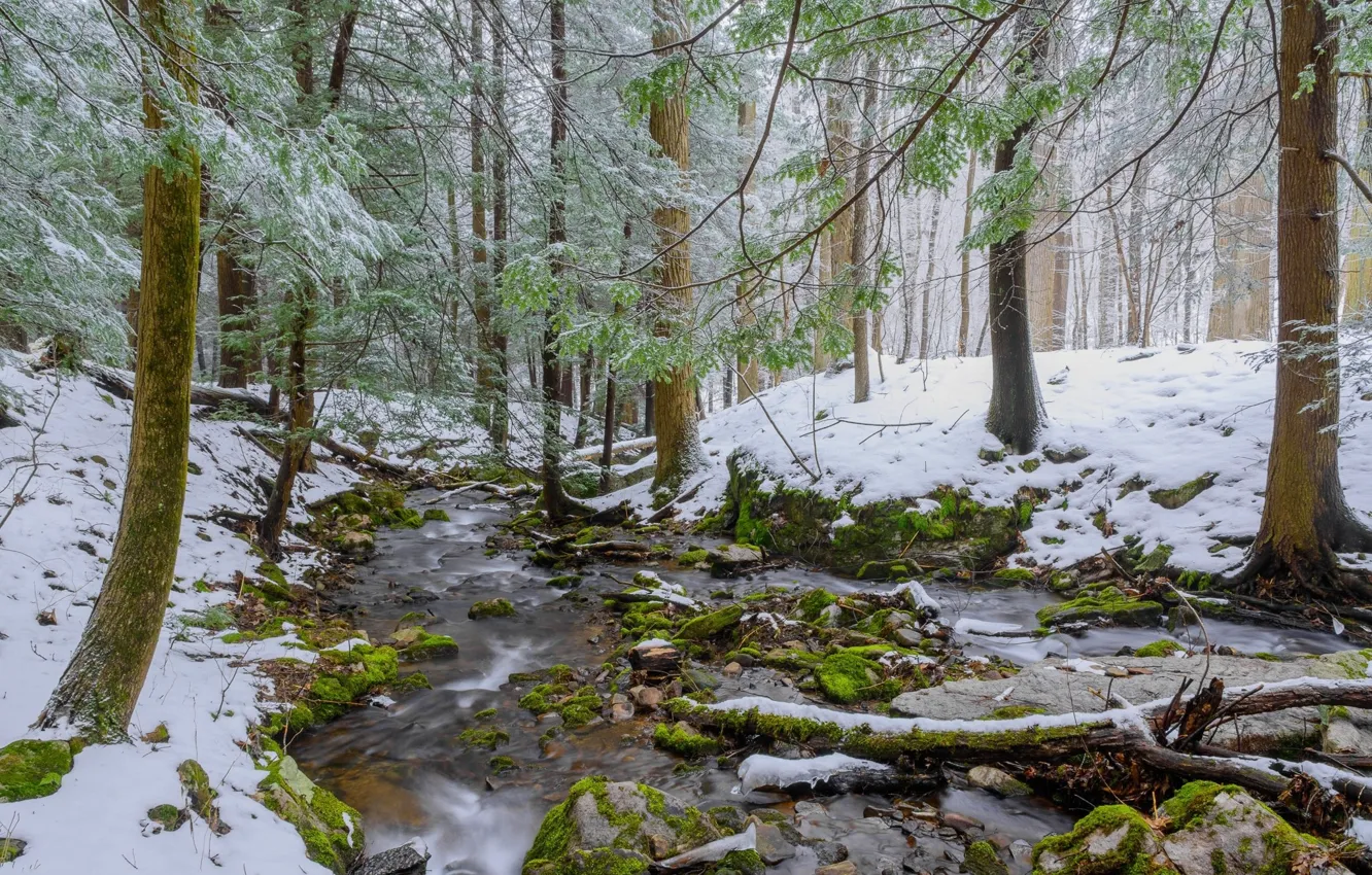 Photo wallpaper winter, forest, snow