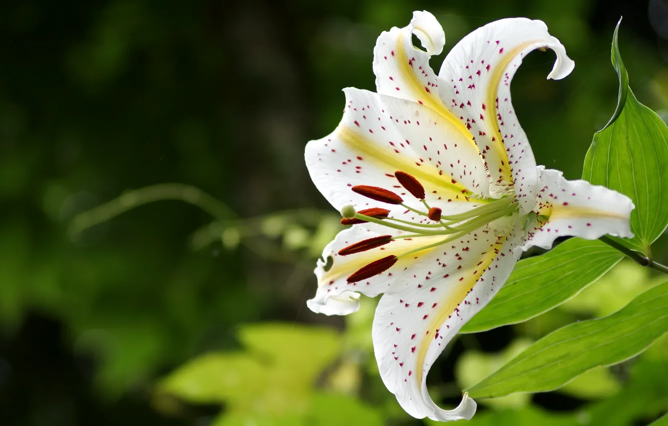 Photo wallpaper white, leaves, flowers, background, Lily, garden, stamens, speckled