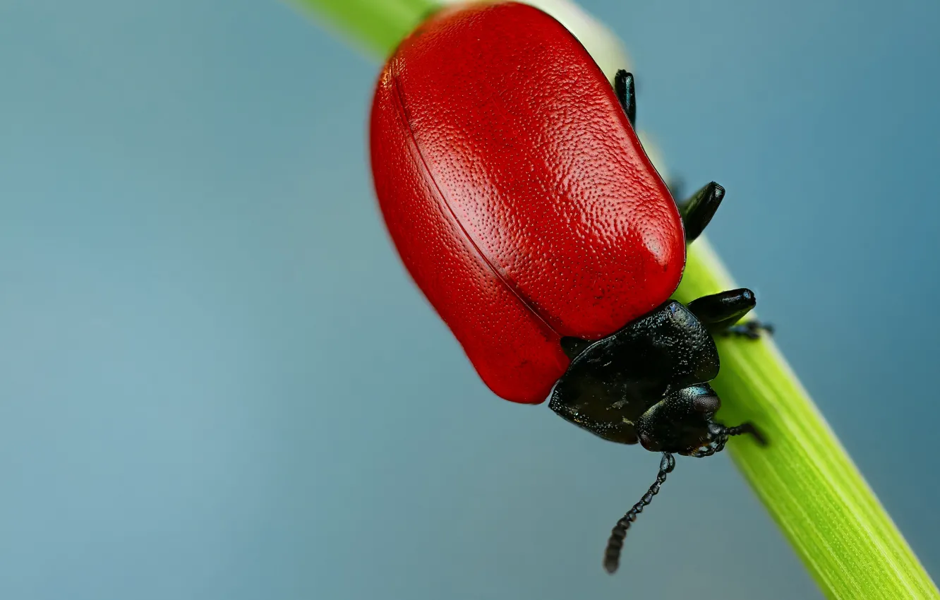 Photo wallpaper macro, beetle, insect
