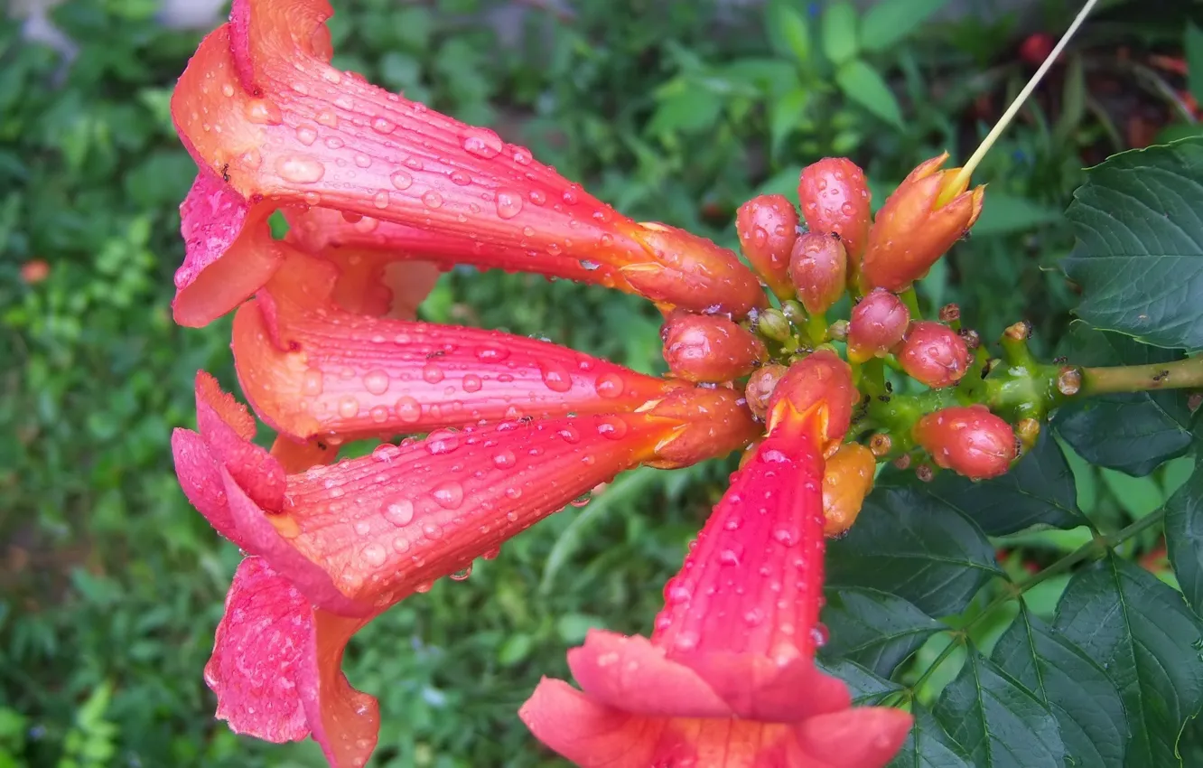 Photo wallpaper flowers, Mamala ©, inflorescence, drops, red