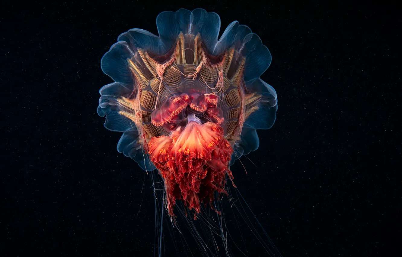 Photo wallpaper darkness, jellyfish, the bottom of the sea, alien