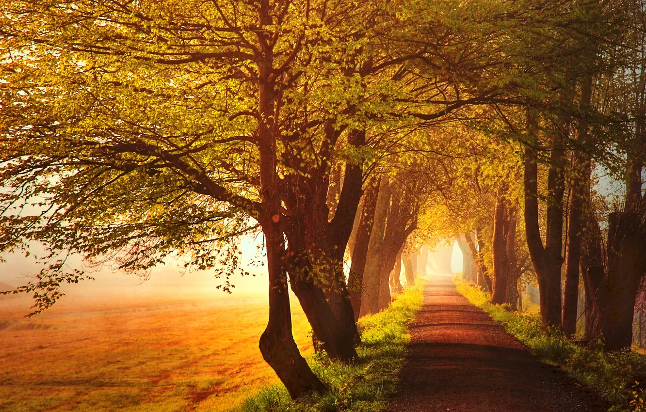 Photo wallpaper road, field, autumn, grass, leaves, the sun, light, trees