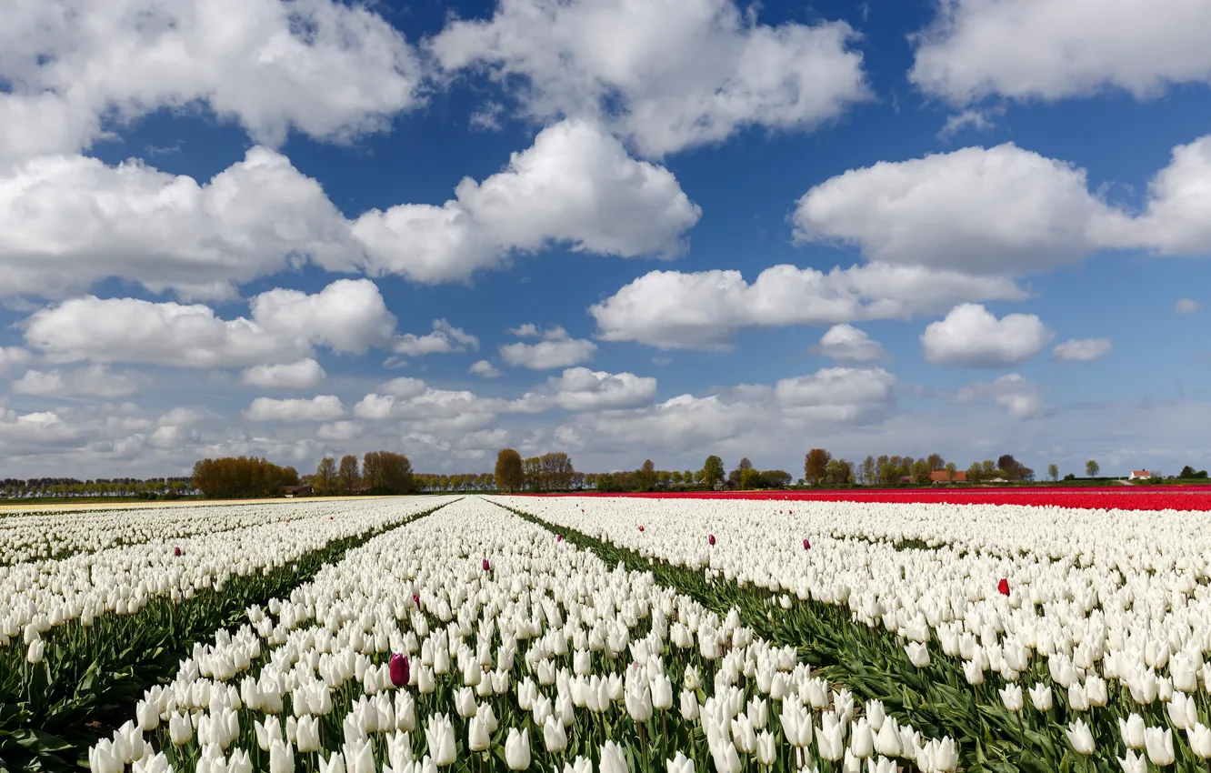 Photo wallpaper clouds, trees, landscape, flowers, nature, tulips
