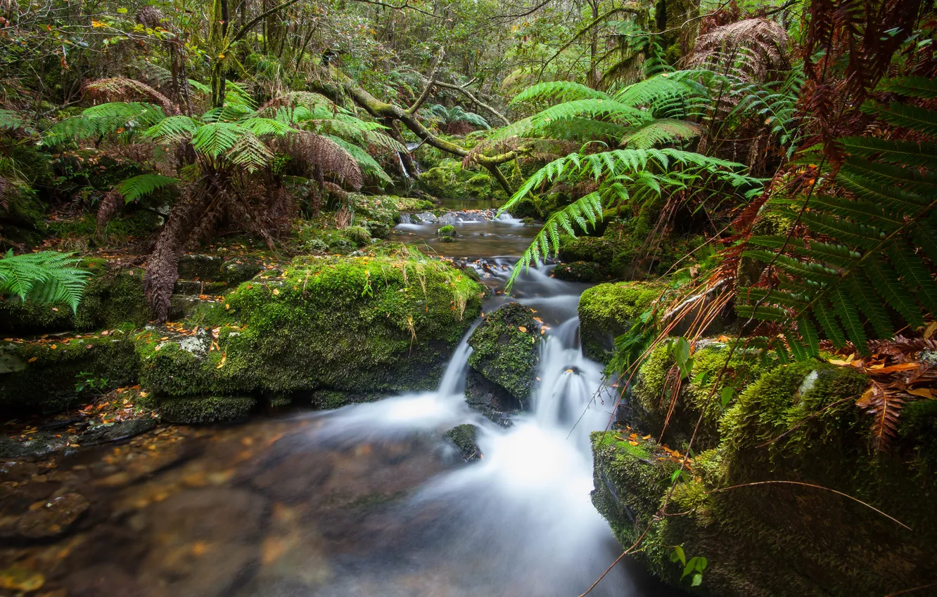 Photo wallpaper forest, nature, river, stream, waterfall, fern