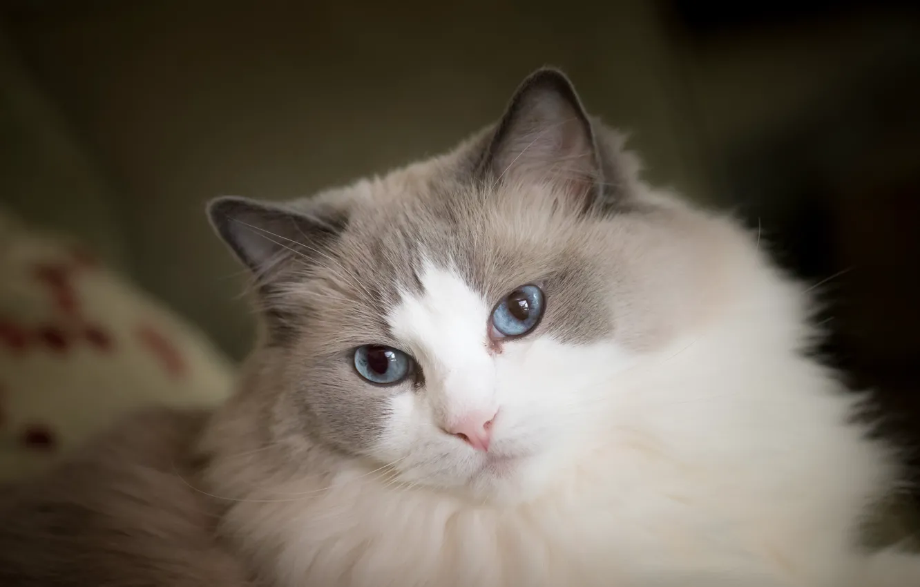 Photo wallpaper cat, look, muzzle, blue eyes, fluffy, Ragdoll